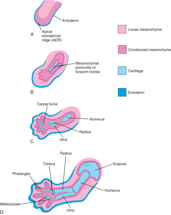 Development Of Limbs | Obgyn Key