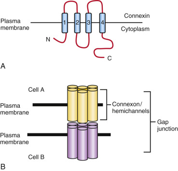 Common Signaling Pathways Used During Development | Obgyn Key