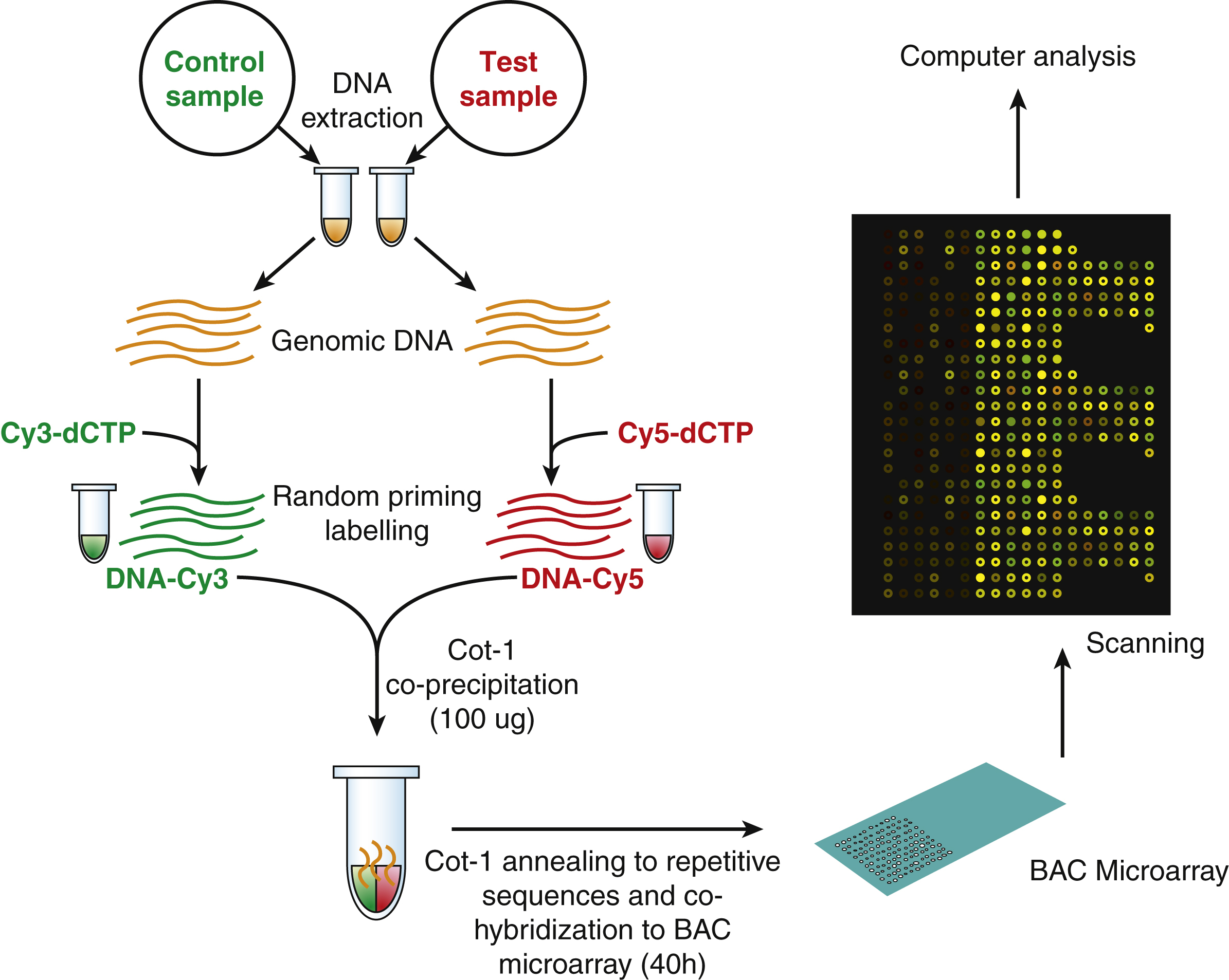 Genetics, Genetic Counseling, And Prevention | Obgyn Key